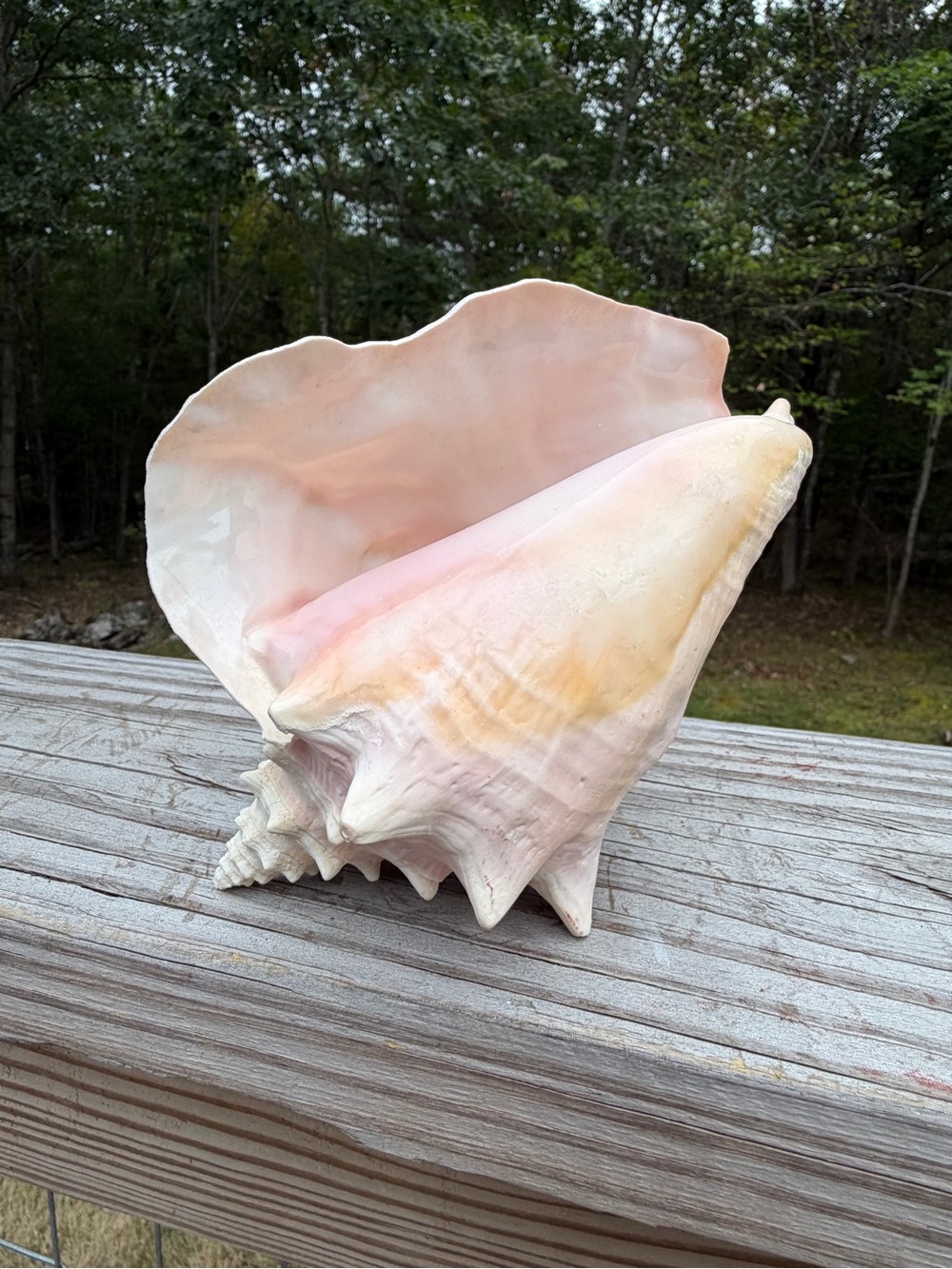 Queen Conch | SeaShell - Picture 13 of 13